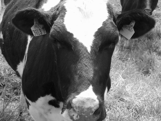 No, really? Anyway, moooo...