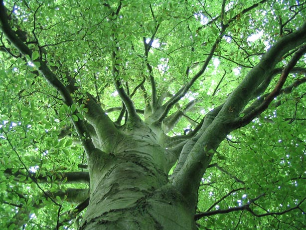 Hey look, more green!
